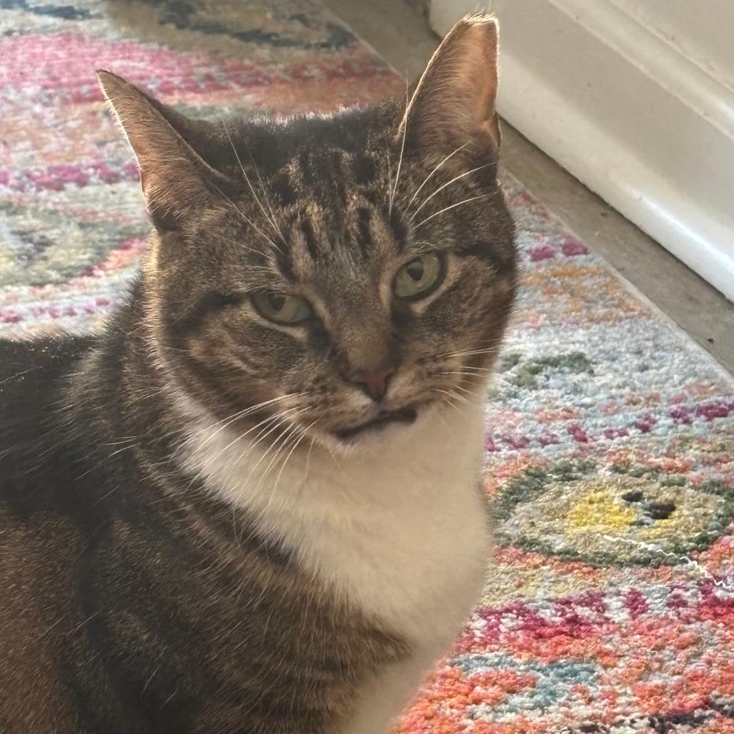 Bae, a Adoptable Domestic Short Hair in Philadelphia, PA image 6/6