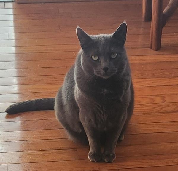 Brooklyn, Adoptable, Adult Female Domestic Short Hair.