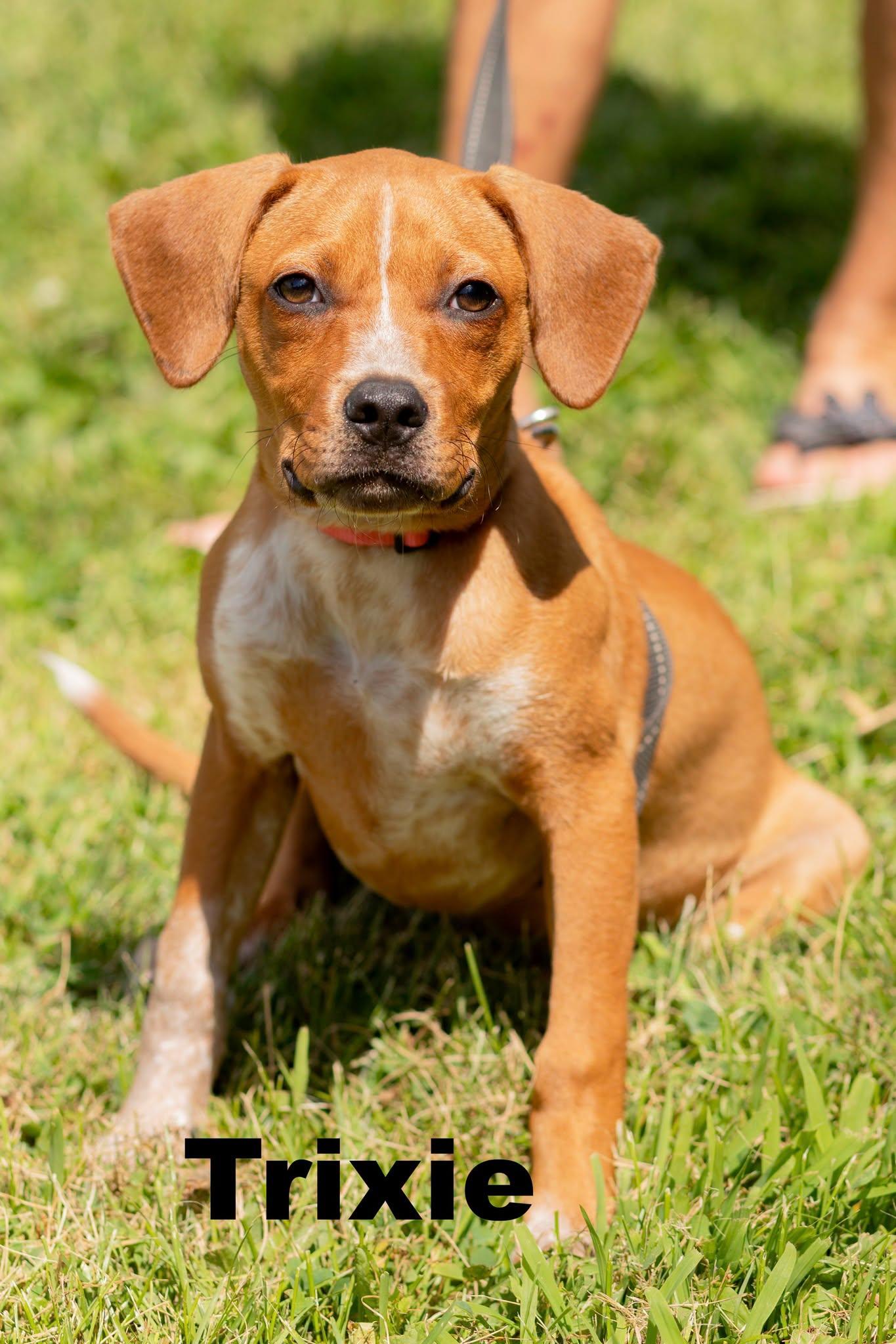 Trixie, adopted, Puppy Female Mixed Breed.