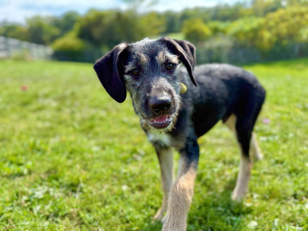 Enlarge Otto, a Adopted mixed breed in Hudson, NY image 1/1