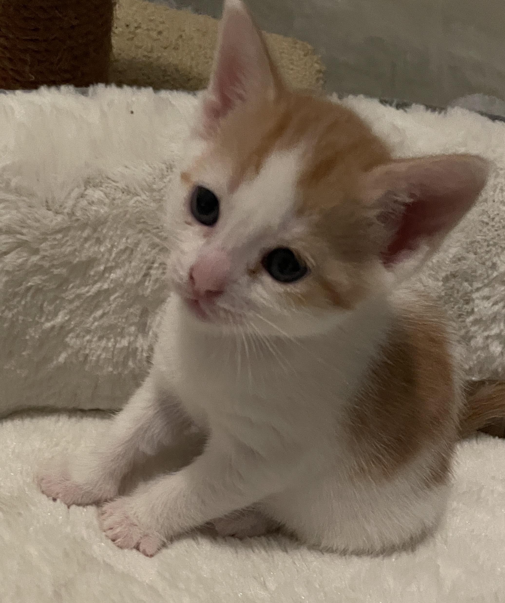 GEMMI, adopted, Kitten Female Tabby.