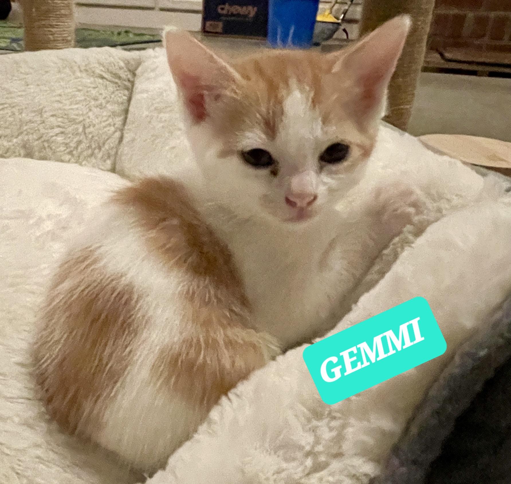 GEMMI, an adopted Tabby in Elgin, SC image 2/2