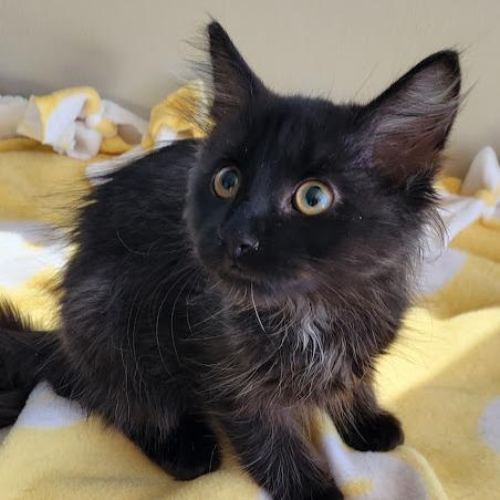 Enlarge Pebbles, a Adoptable Domestic Medium Hair in Grand Island, NE image 1/1