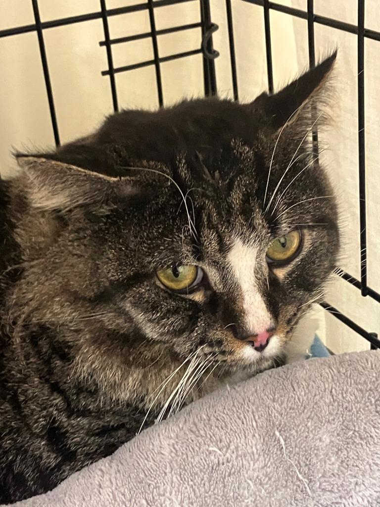 Ollie ( was Wally), Adoptable, Adult Male Maine Coon.