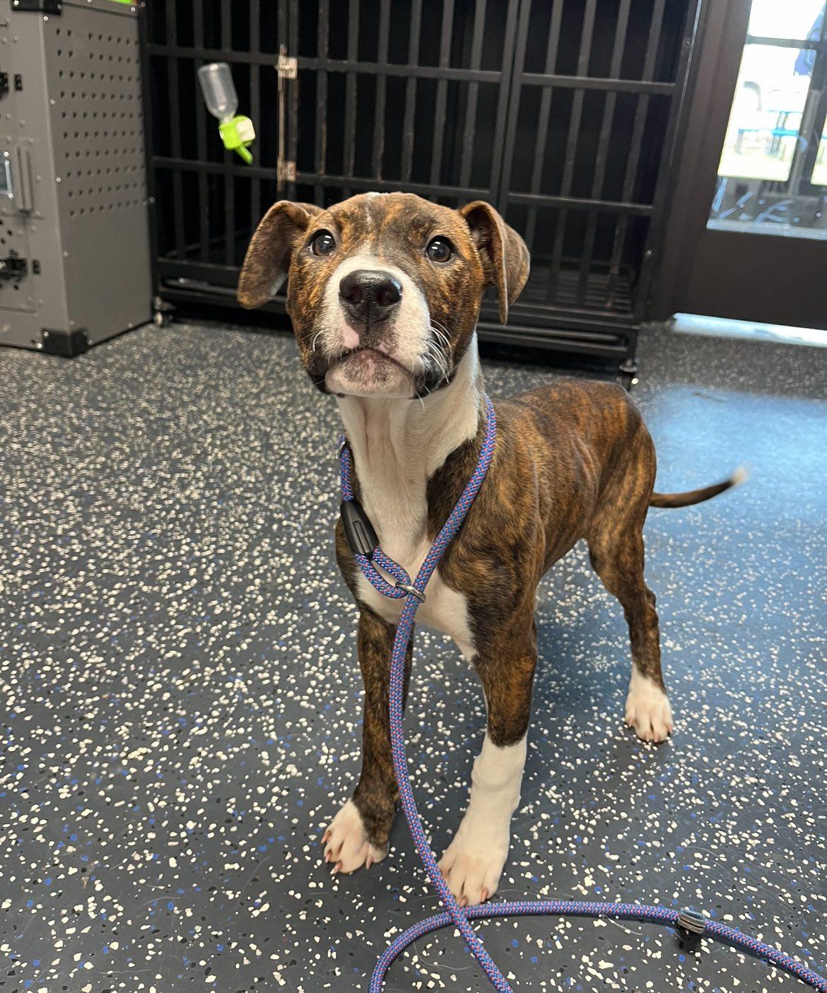 Brittany, adopted, Young Female American Staffordshire Terrier.