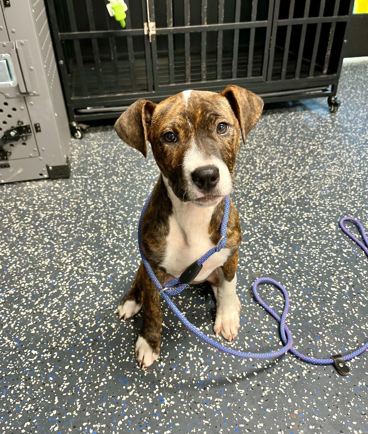 Enlarge Brittany, an adopted mixed breed in Centerton, AR image 2/2