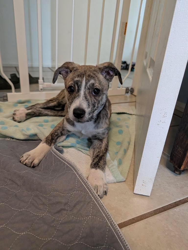 Zoe, Adopted, Young Female American Staffordshire Terrier.
