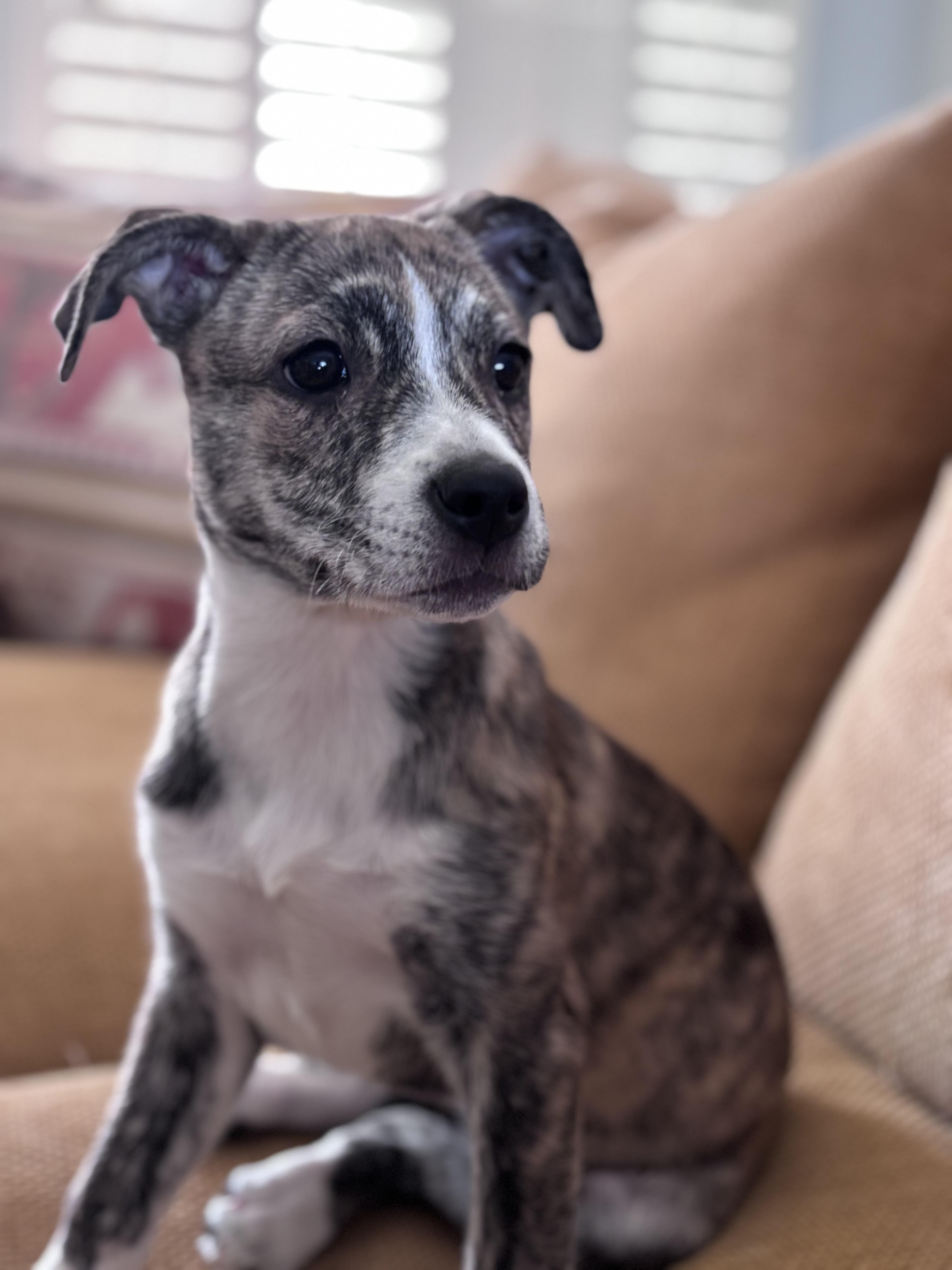 Enlarge Zoe, a Adopted American Staffordshire Terrier in Palm desert, CA image 3/3