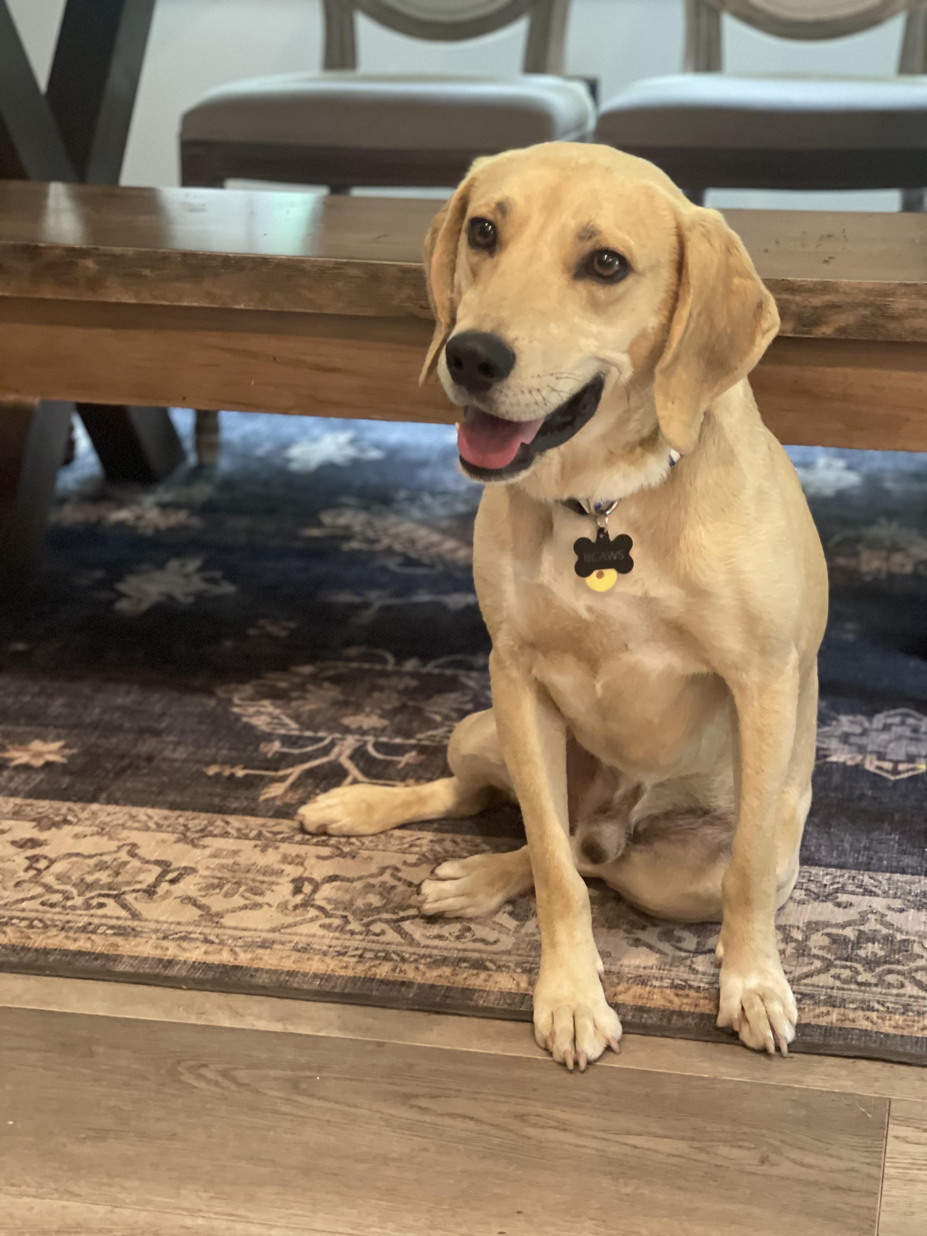 Kentucky is a shy three year old labhound mix who is approximately 45 pounds He is a little shy at