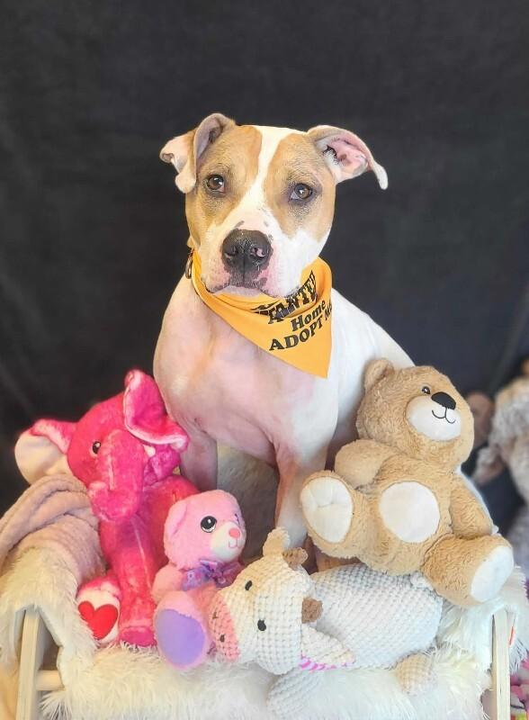 Rebel, Adoptable, Adult Male Pit Bull Terrier.