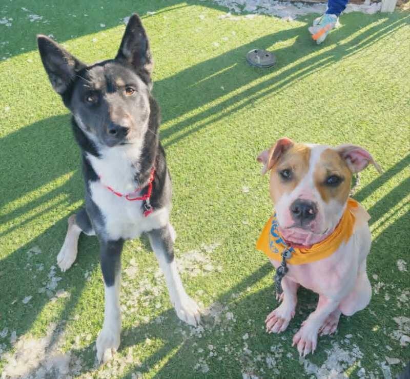 Rebel, a Adoptable Pit Bull Terrier in Fruit Heights, UT image 2/6