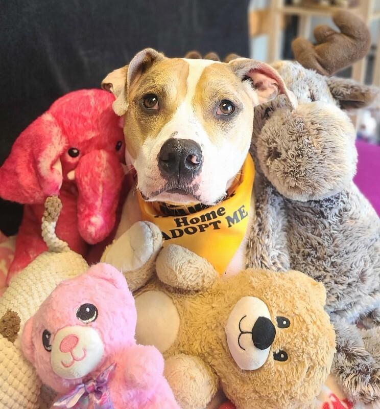 Enlarge Rebel, a Adoptable Pit Bull Terrier in Fruit Heights, UT image 2/6