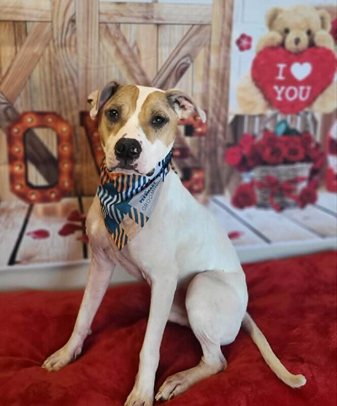 Rebel, a Adoptable Pit Bull Terrier in Fruit Heights, UT image 3/6