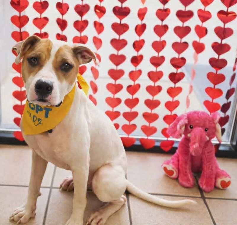 Rebel, a Adoptable Pit Bull Terrier in Fruit Heights, UT image 5/6