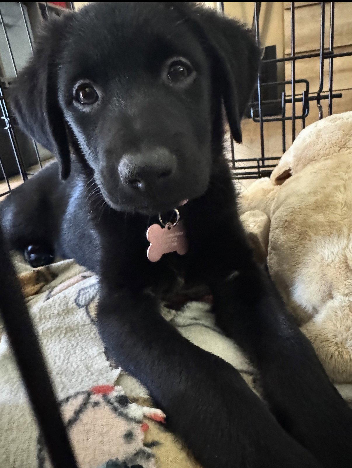 Peach - S/N 8/28 CR, Adopted, Puppy Female Border Collie.