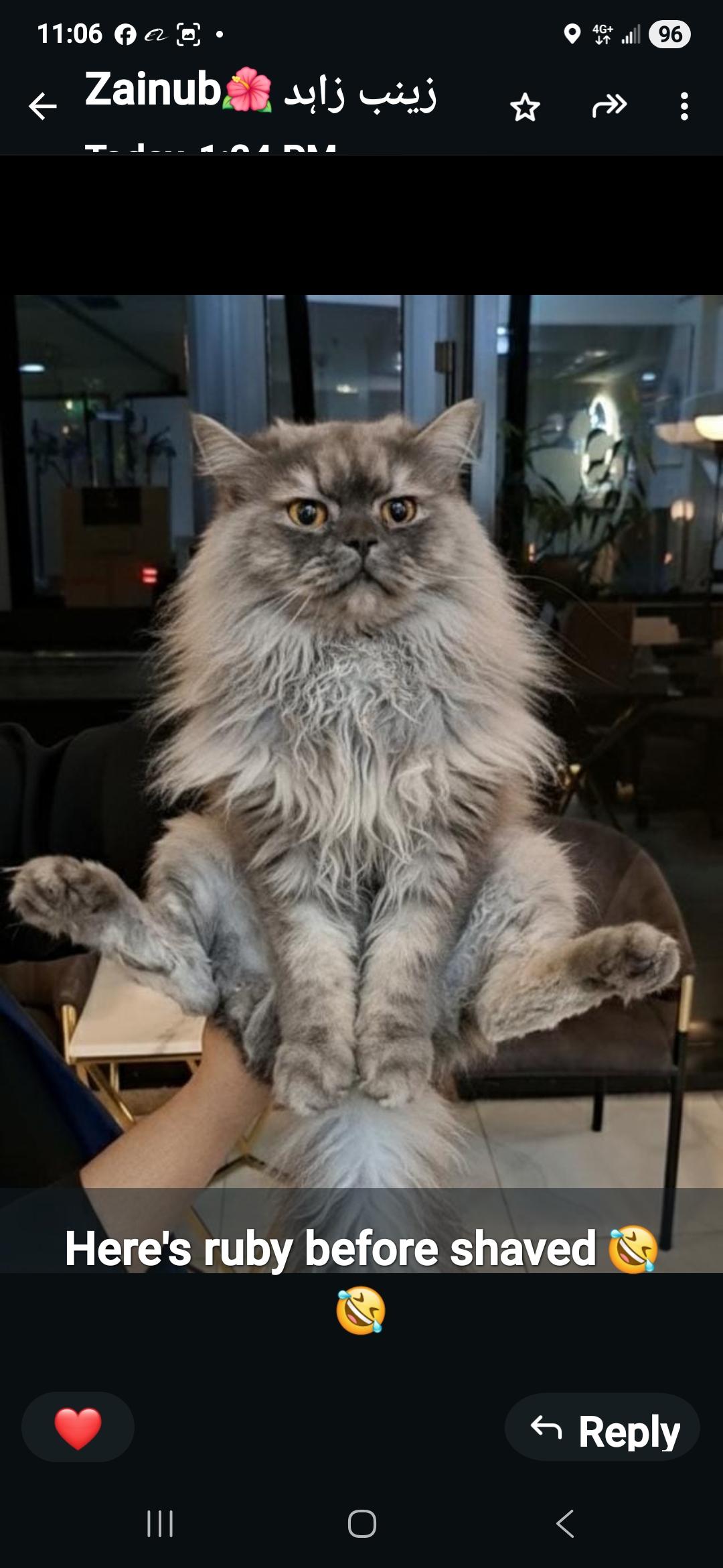Enlarge Ruben, a Adopted Persian in Snow Hill, MD image 1/1