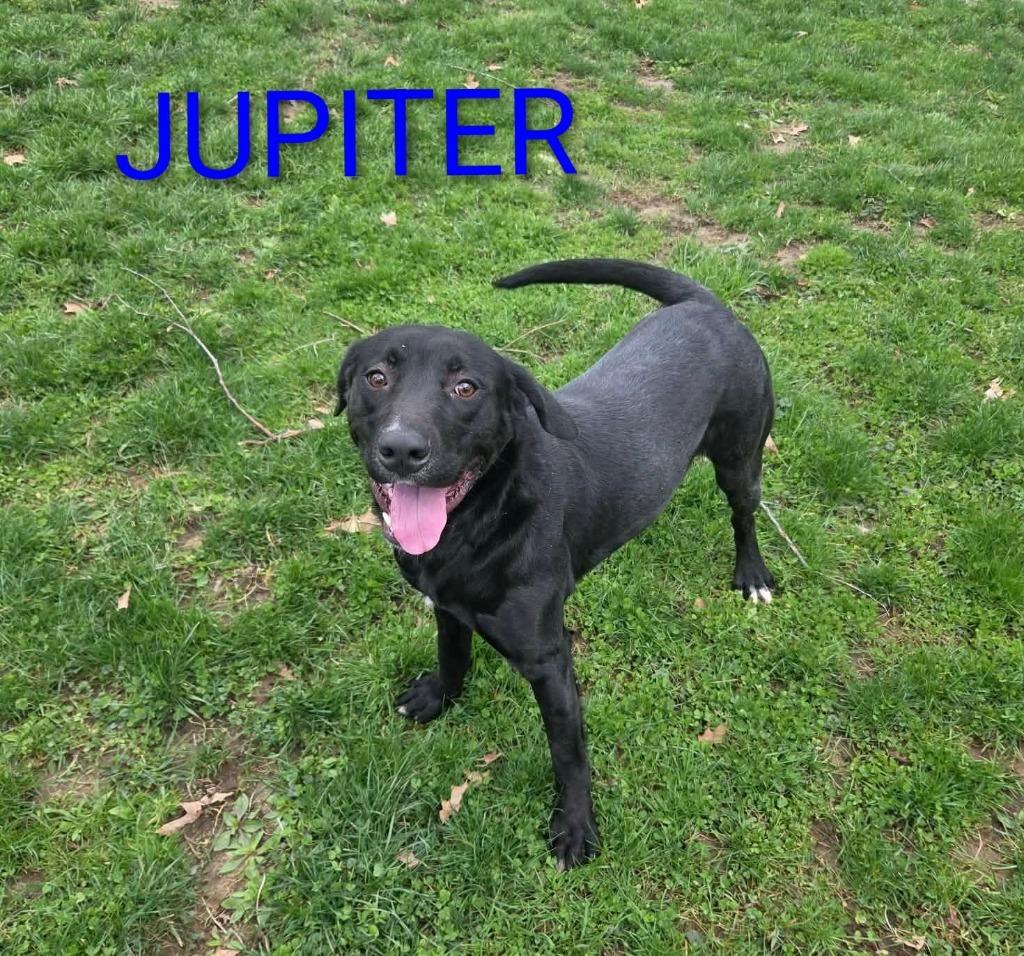 Enlarge Jupiter, a Adoptable Labrador Retriever in Kendallville, IN image 1/3