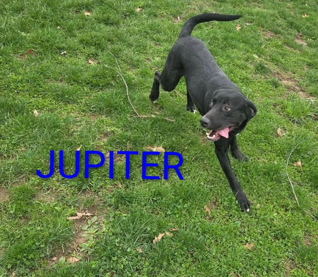 Enlarge Jupiter, a Adoptable Labrador Retriever in Kendallville, IN image 2/3