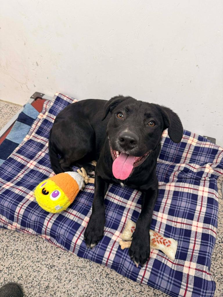 Enlarge Jupiter, a Adoptable Labrador Retriever in Kendallville, IN image 1/1
