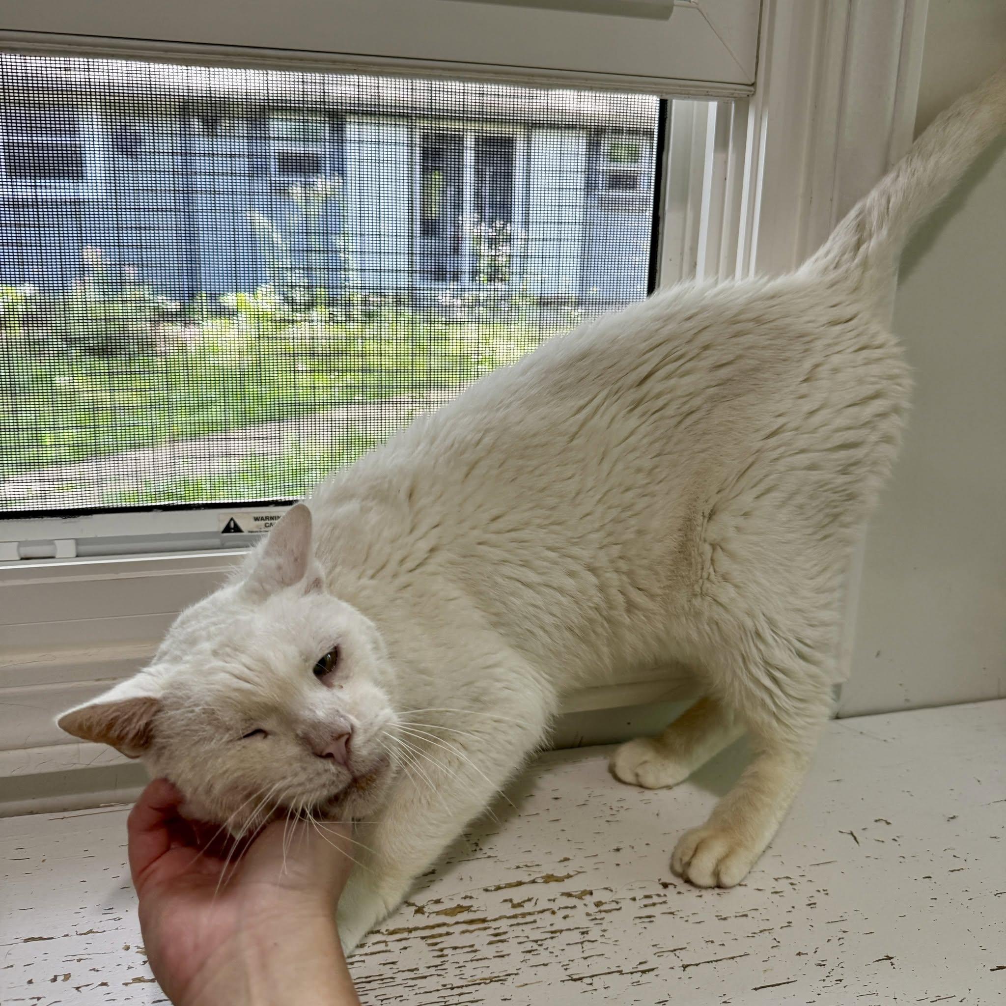 Casper, ADOPTABLE, Senior Male Domestic Short Hair.