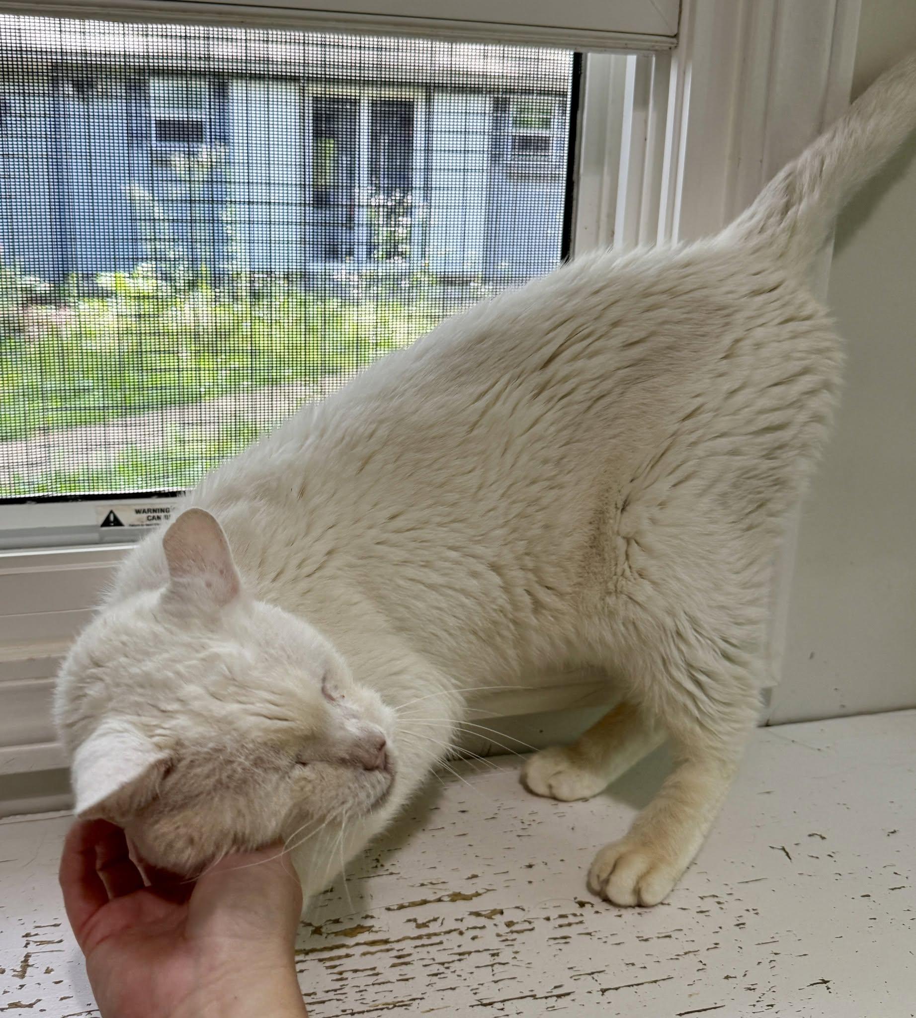 Enlarge Casper, a ADOPTABLE Domestic Short Hair in Ashland, OH image 3/6