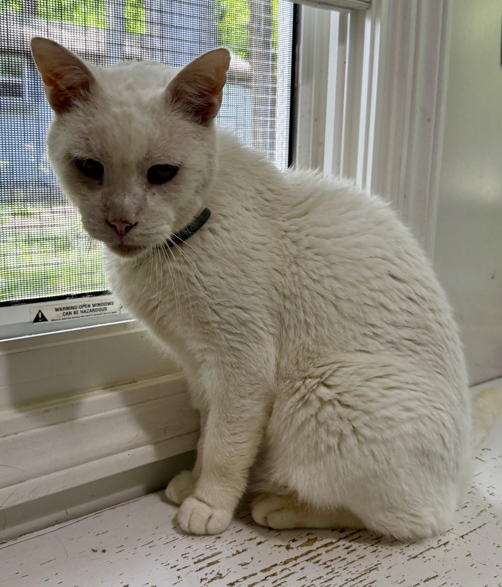 Enlarge Casper, a ADOPTABLE Domestic Short Hair in Ashland, OH image 4/6