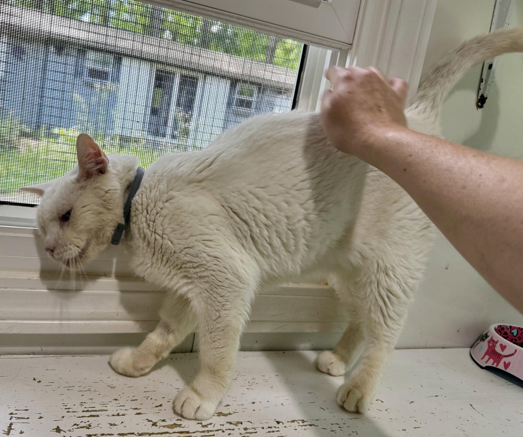 Enlarge Casper, a ADOPTABLE Domestic Short Hair in Ashland, OH image 2/6