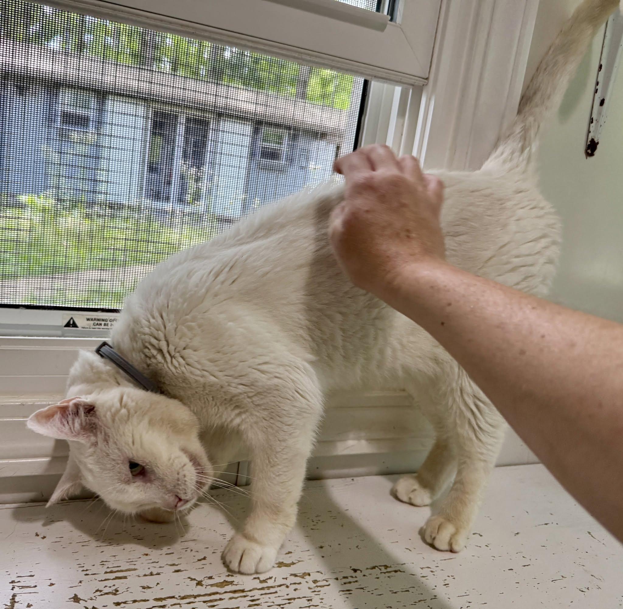 Enlarge Casper, a ADOPTABLE Domestic Short Hair in Ashland, OH image 5/6