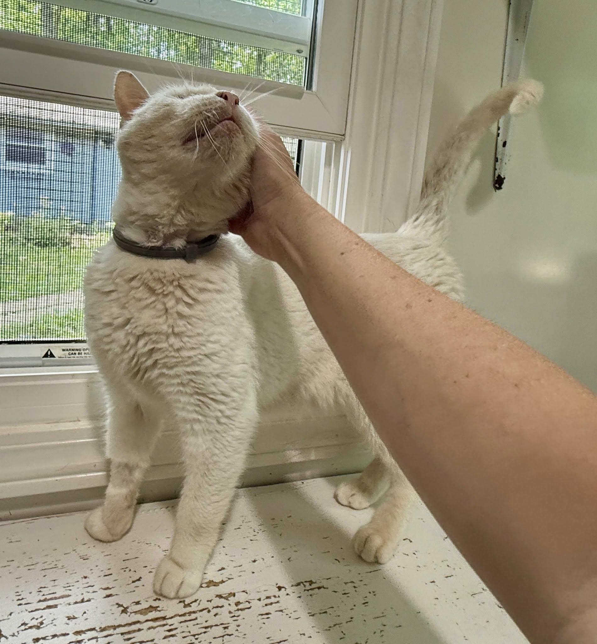 Enlarge Casper, a ADOPTABLE Domestic Short Hair in Ashland, OH image 6/6