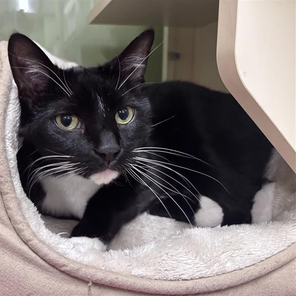 Tux, a ADOPTABLE Domestic Short Hair in Prince Frederick, MD image 2/5