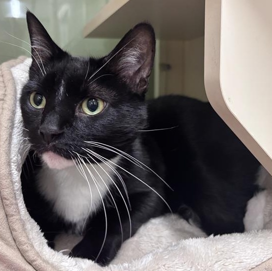 Tux, a ADOPTABLE Domestic Short Hair in Prince Frederick, MD image 5/5