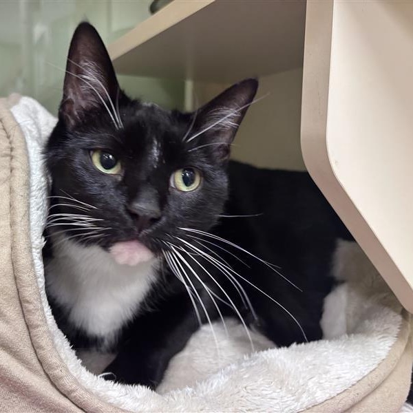 Tux, a ADOPTABLE Domestic Short Hair in Prince Frederick, MD image 3/5
