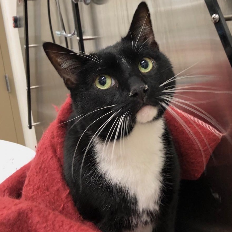 Tux, a ADOPTABLE Domestic Short Hair in Prince Frederick, MD image 4/5