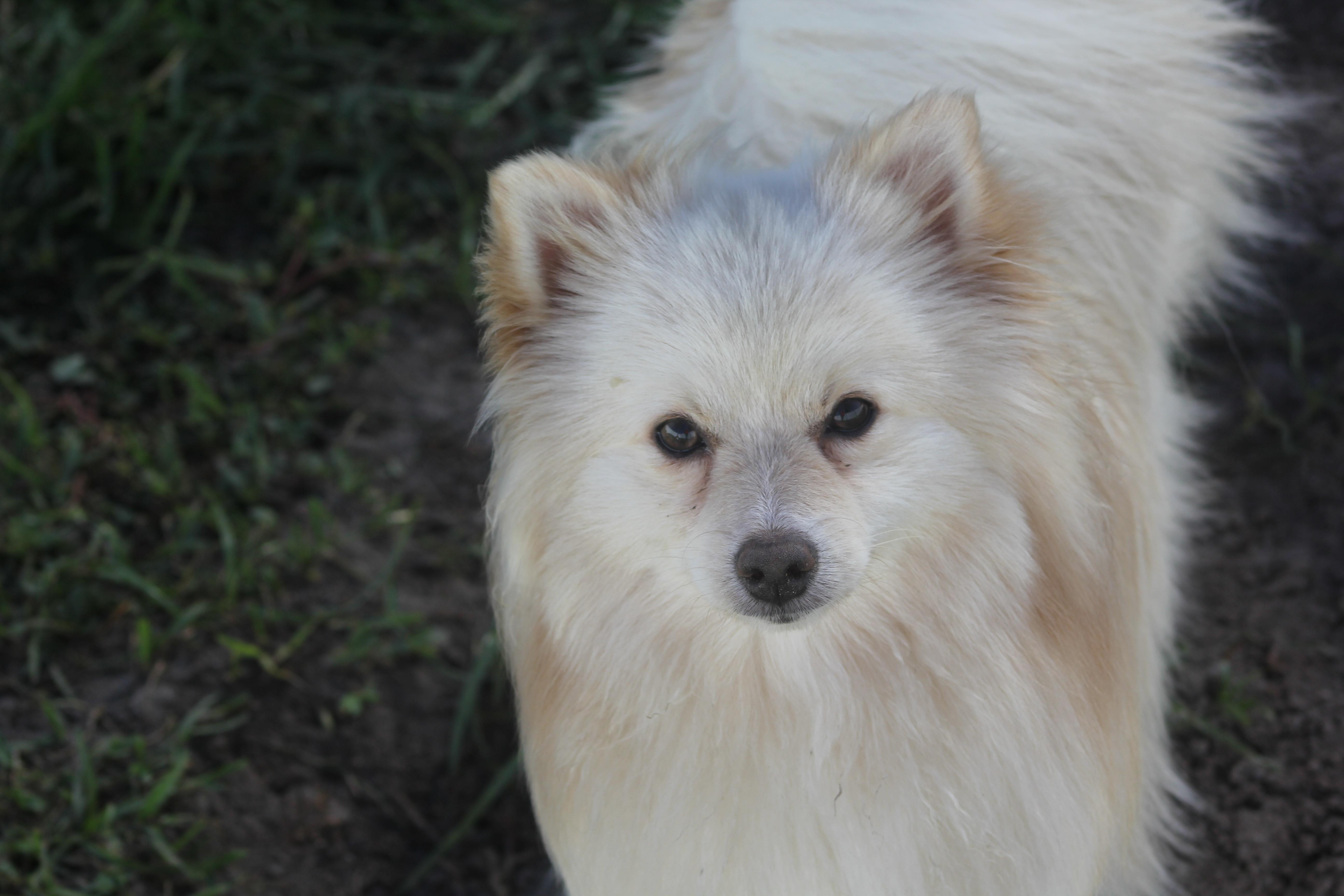 Enlarge Hurley, an adopted Pomeranian in Orlando, FL image 1/4