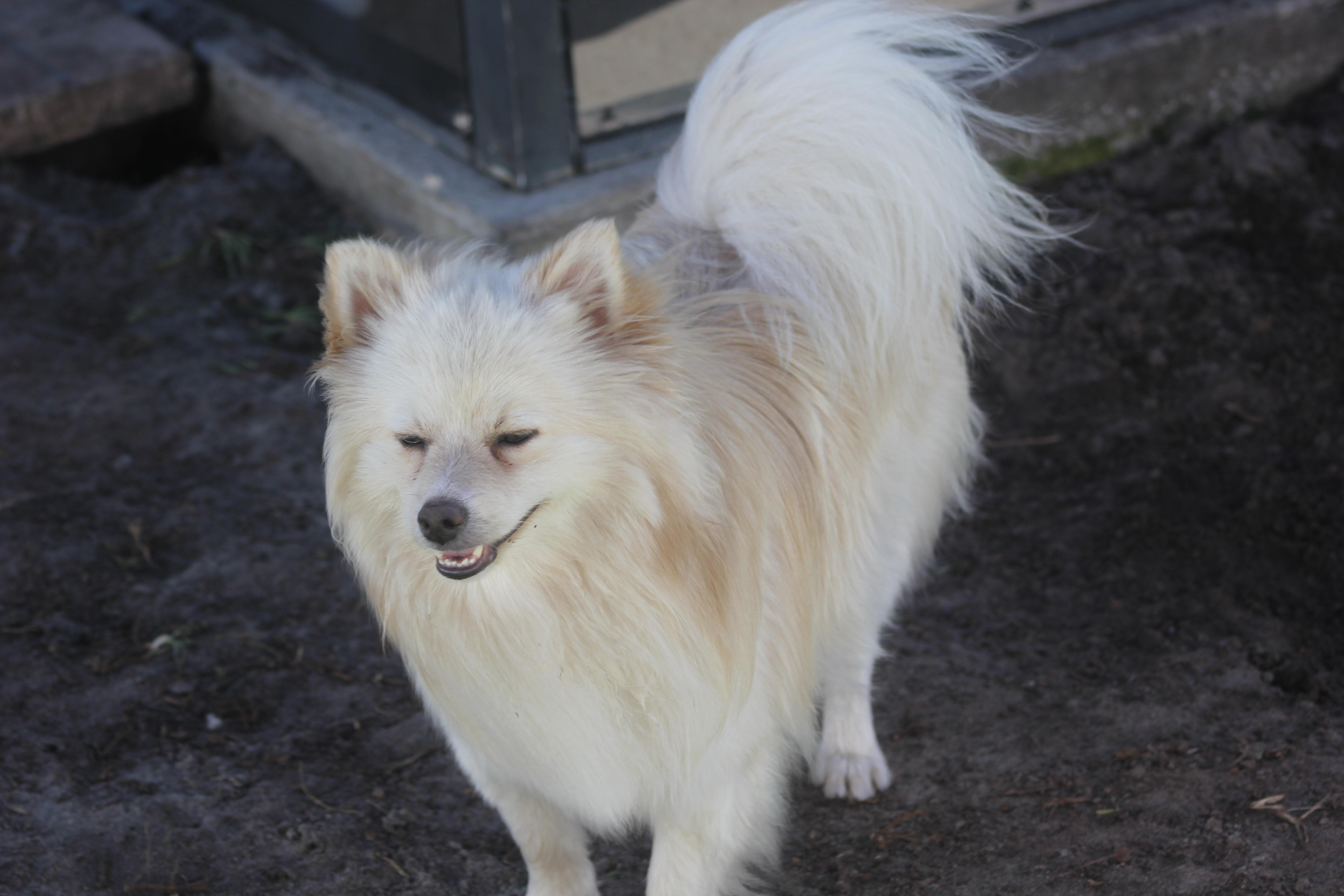 Enlarge Hurley, an adopted Pomeranian in Orlando, FL image 2/4