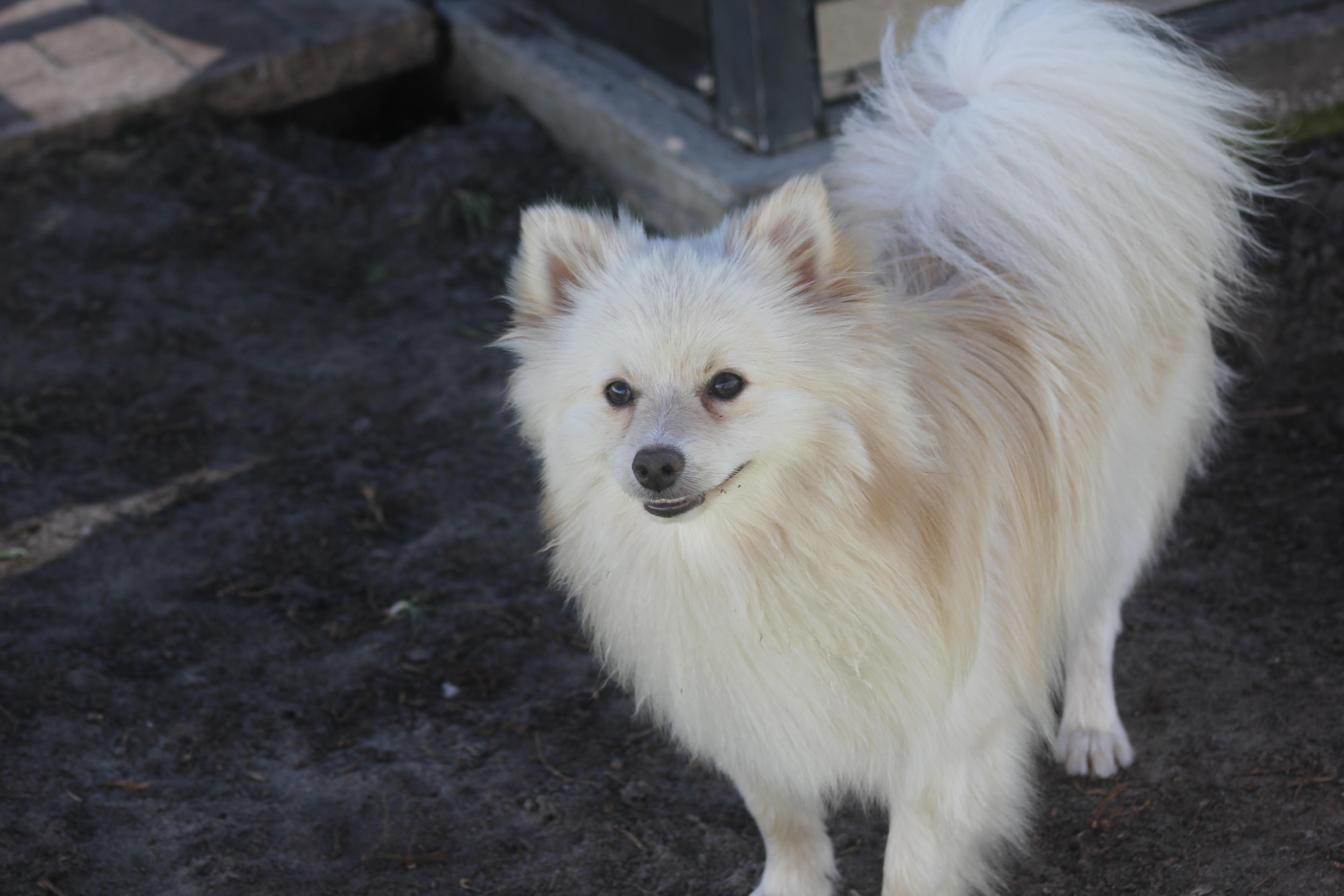 Enlarge Hurley, an adopted Pomeranian in Orlando, FL image 4/4