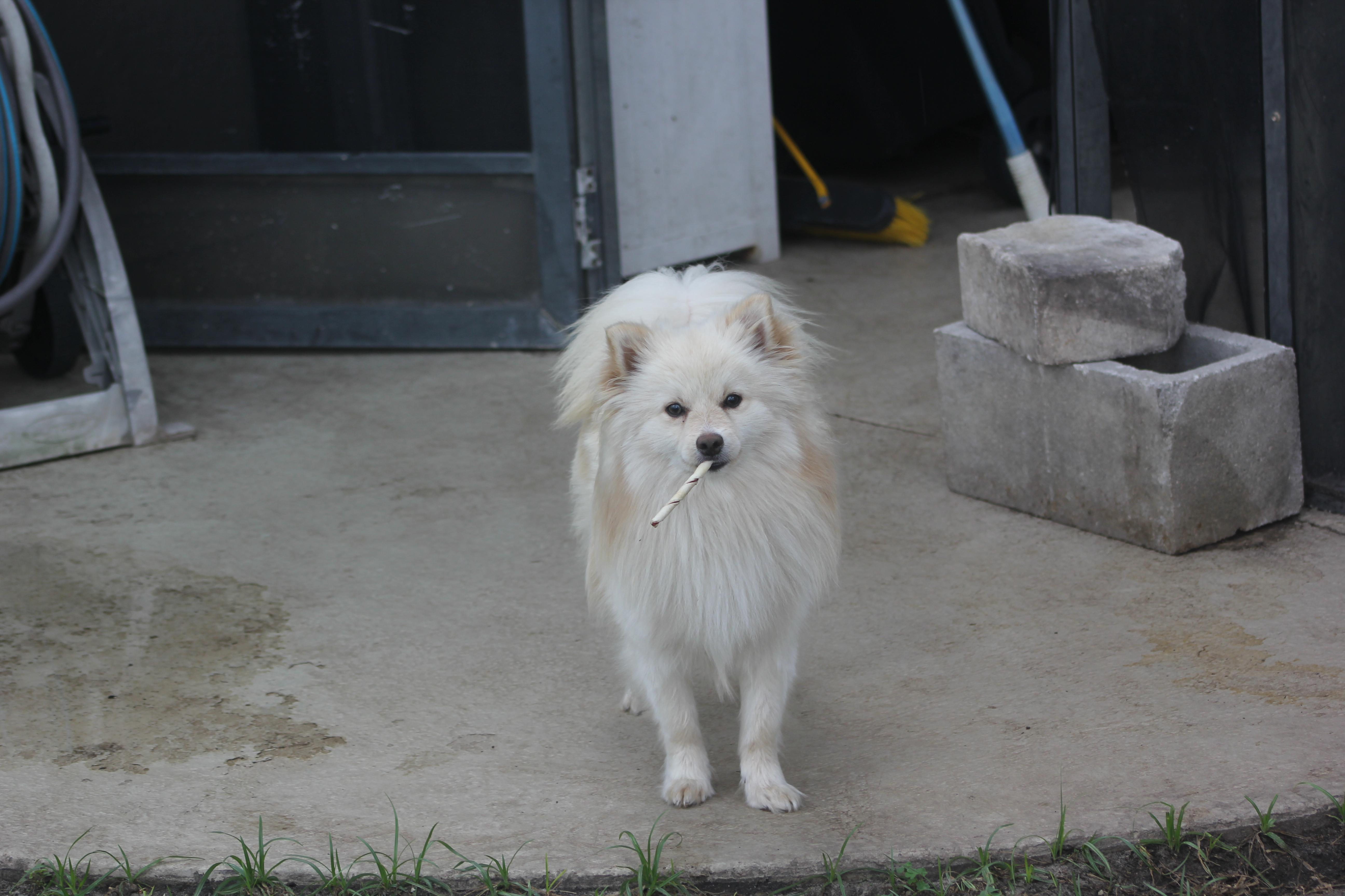 Enlarge Hurley, an adopted Pomeranian in Orlando, FL image 3/4