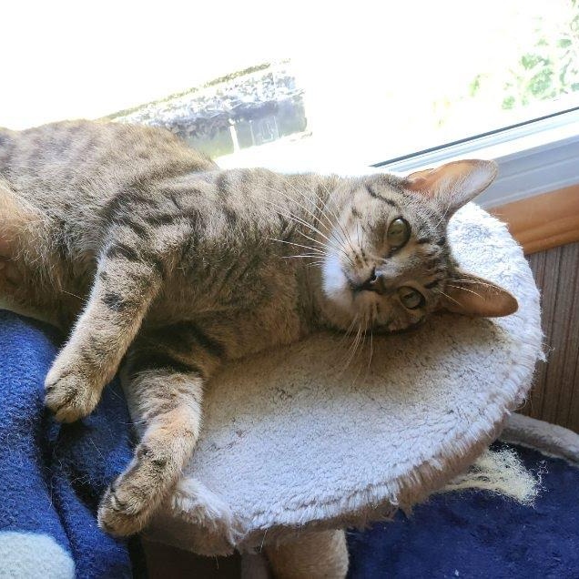 Ruby, a ADOPTABLE Domestic Short Hair in Oswego, NY image 2/5