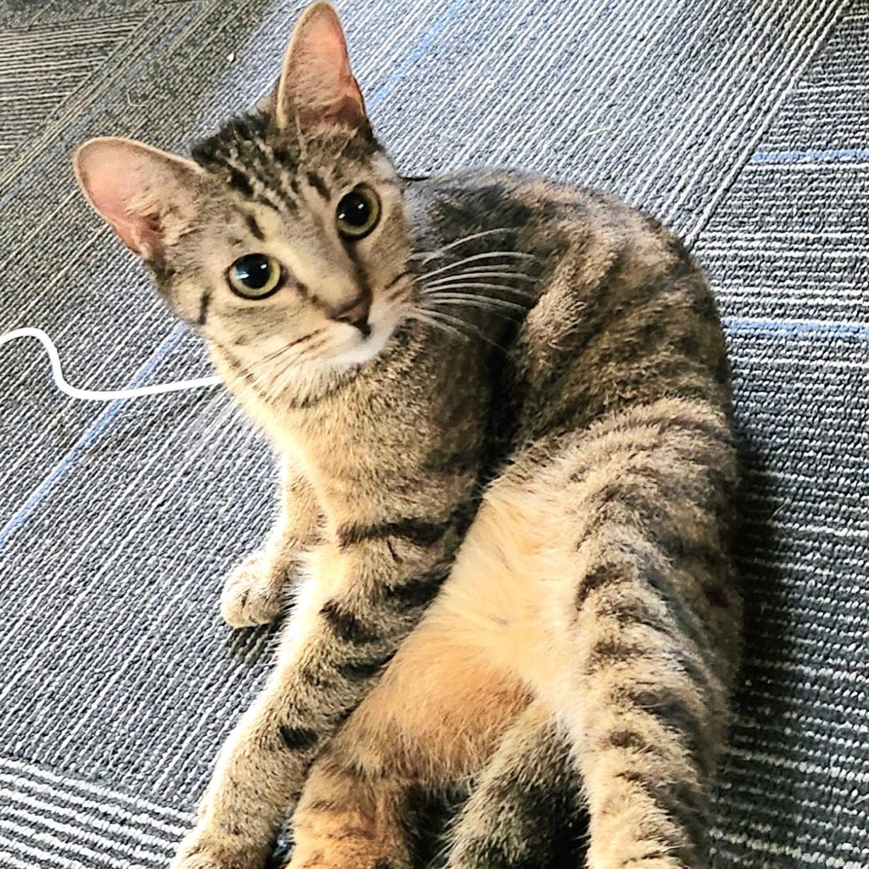 Ruby, ADOPTABLE, Young Female Domestic Short Hair.