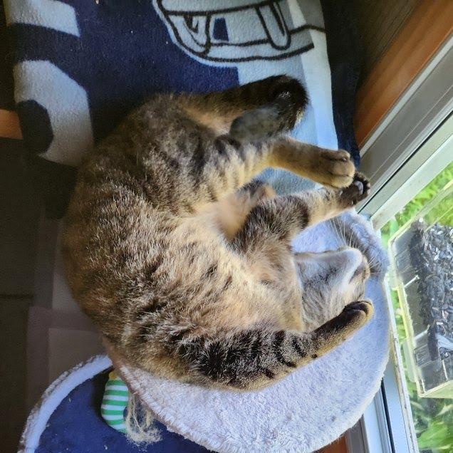 Ruby, a ADOPTABLE Domestic Short Hair in Oswego, NY image 4/5
