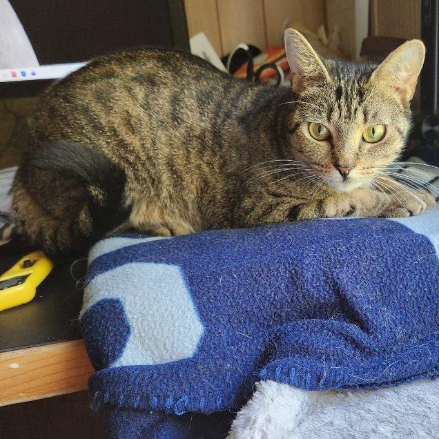 Ruby, a ADOPTABLE Domestic Short Hair in Oswego, NY image 5/5
