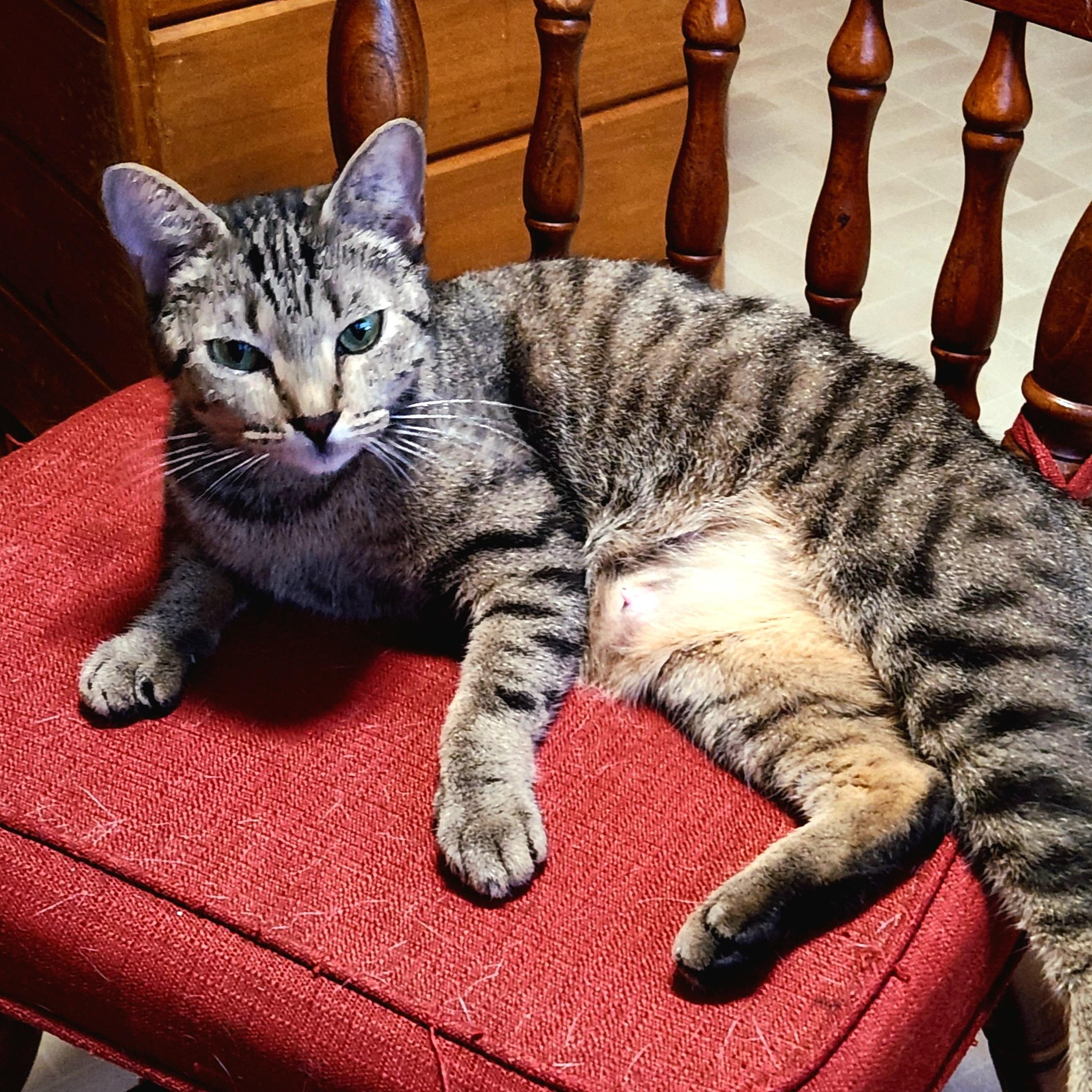 Ruby, a ADOPTABLE Domestic Short Hair in Oswego, NY image 3/5
