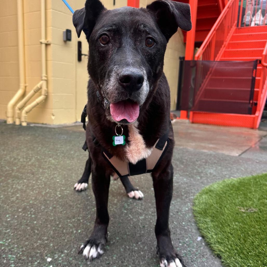 King 13693, Adoptable, Senior Male Black Labrador Retriever.