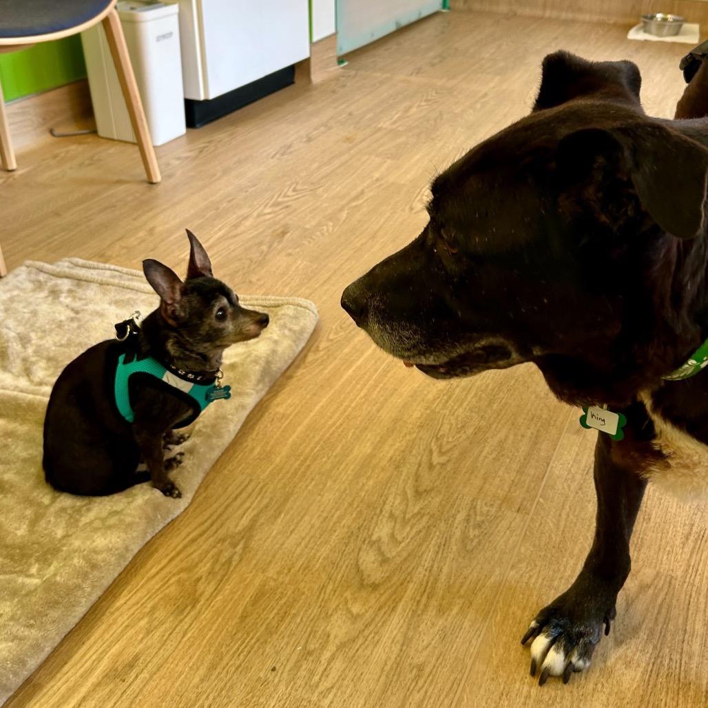 Enlarge King 13693, a Adoptable Black Labrador Retriever in San Francisco, CA image 3/6