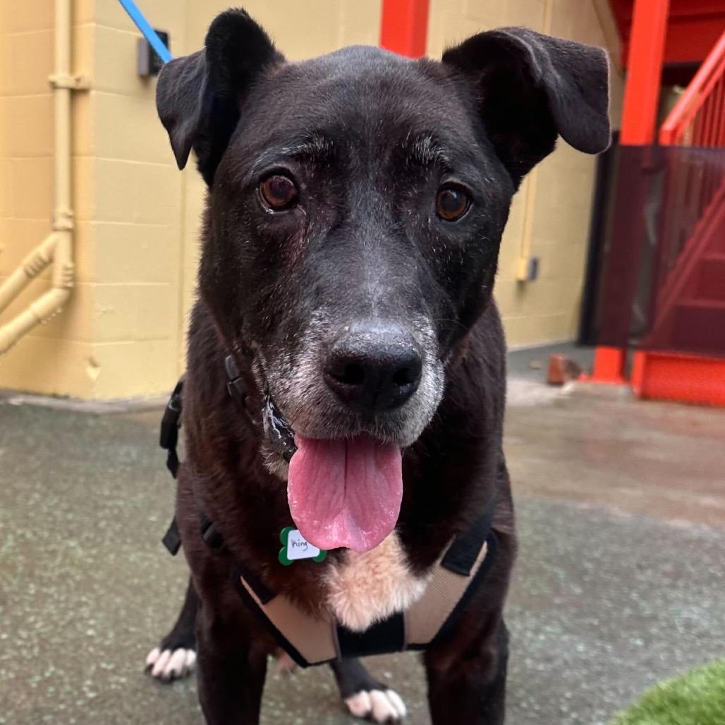 Enlarge King 13693, a Adoptable Black Labrador Retriever in San Francisco, CA image 5/6