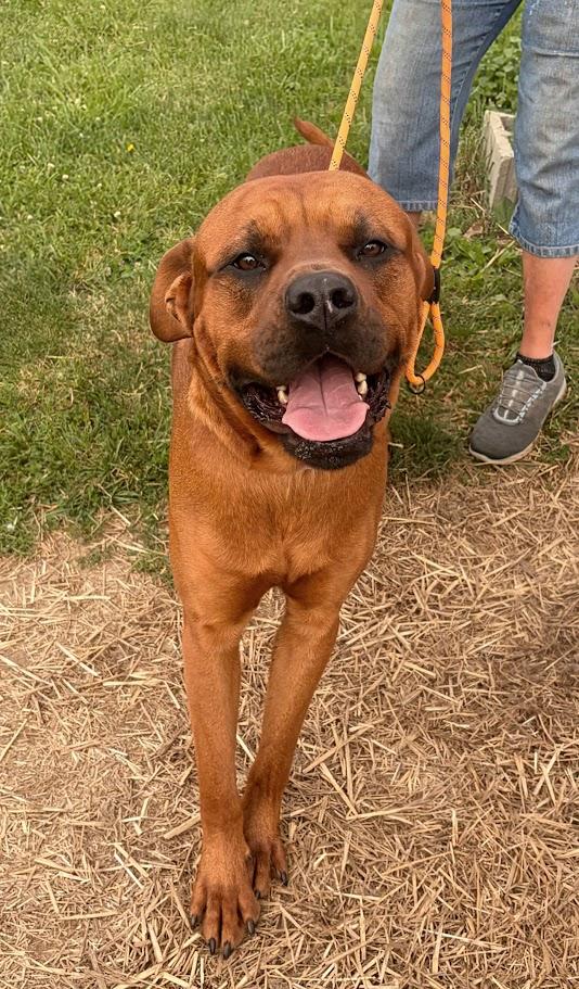 Jocko, Adoptable, Adult Male Boxer & Rottweiler.