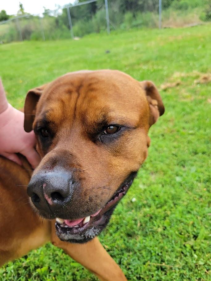 Enlarge Jocko, a Adoptable mixed breed in Lisbon, OH image 2/3