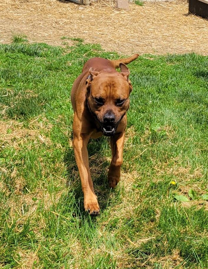 Enlarge Jocko, a Adoptable mixed breed in Lisbon, OH image 3/3
