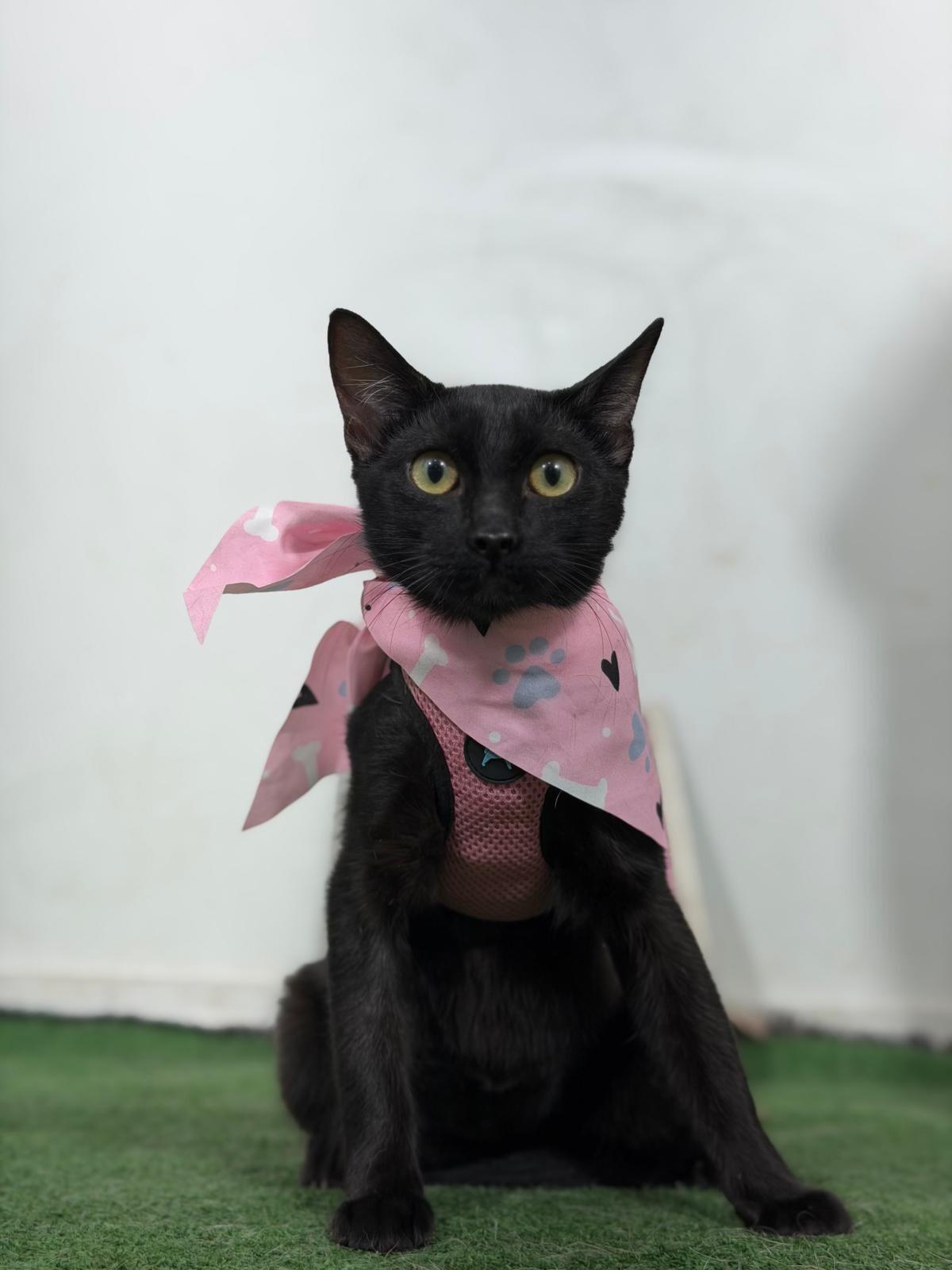 Kit Kat-One of our Amazing Rescue Cats, Adoptable, Kitten Female Bombay & Burmese.