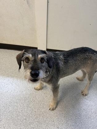 Enlarge Gem, an adopted mixed breed in Roseburg, OR image 1/1